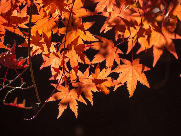 Colorful maple leaf in the park when autumn season.