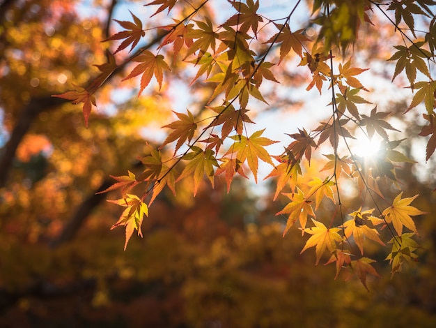 Colorful maple leaf in the park when autumn season.