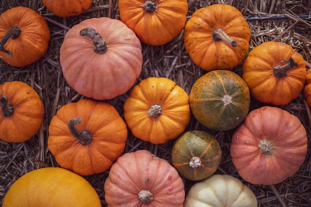 Colorful mini pumpkins top view flat lay Autumn background Halloween or Thanksgiving celebration