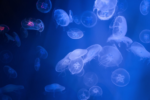 Colorful moon jellyfish underwater on dark blue background light reflection on jellyfish moving in w...