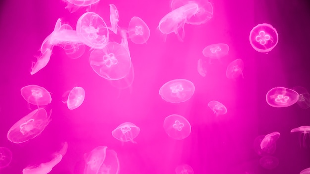 Colorful moon jellyfish underwater on dark pink background light reflection on jellyfish moving in w...