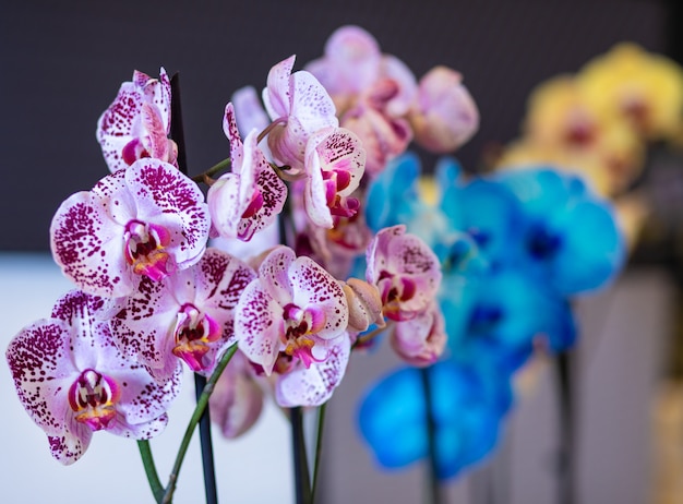 Colorful Moth orchids, Phalaenopsis in the pot, painted orchid closeup