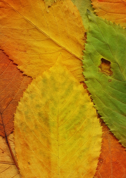 Colorful natural leaves fall background