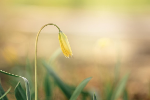 Colorful natural wild tulip snowdrop flowers Panoramic landscape in sunny day Beautiful nature delicate white flowers field Blooming spring meadow of light outdoors sun Selective focus