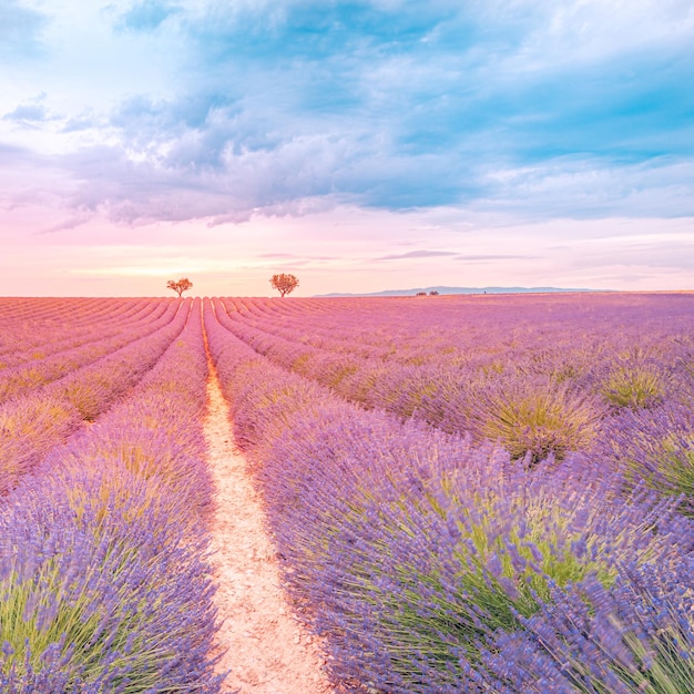 Colorful nature landscape Romantic summer view of lavender field and sunset sky Summer landscape