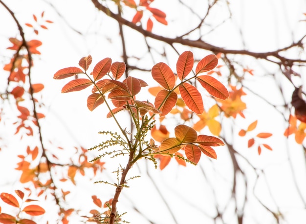 colorful new leaves in spring