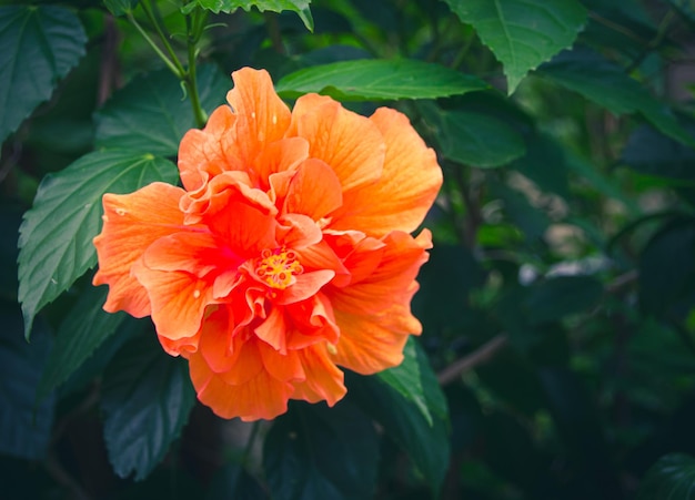 Colorful orange hibiscus flowers in the morning