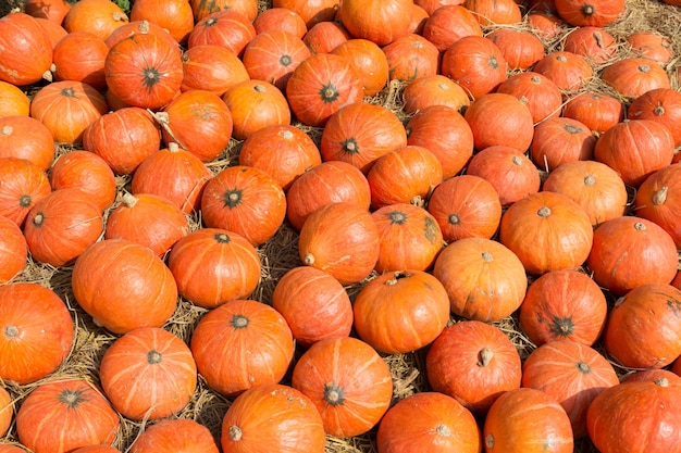 Colorful orange pumpkins in a field