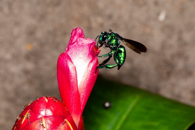 Photo colorful orchid bee or exaerete on a red tropical flower. amazing brazil fauna. euglossini family..