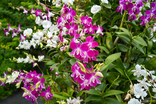 Colorful orchids in garden