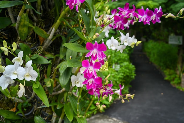 Colorful orchids in garden