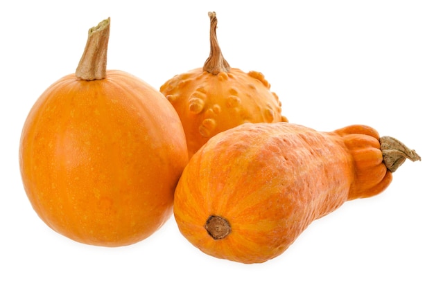 Colorful ornamental pumpkins, gourds and squashes isolated on white