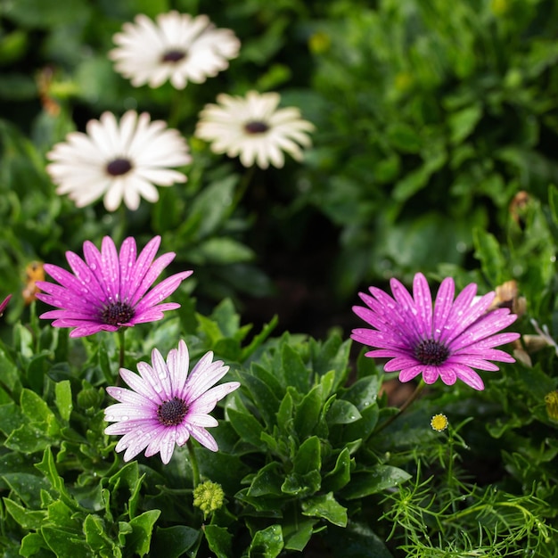 Colorful osteospermum daisy flower with water drop in the garden