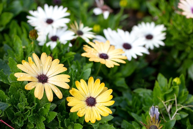 Colorful osteospermum daisy flower with water drop in the garden