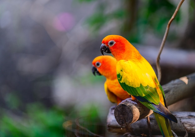 Colorful Pair Lovebirds parrots on branch. 