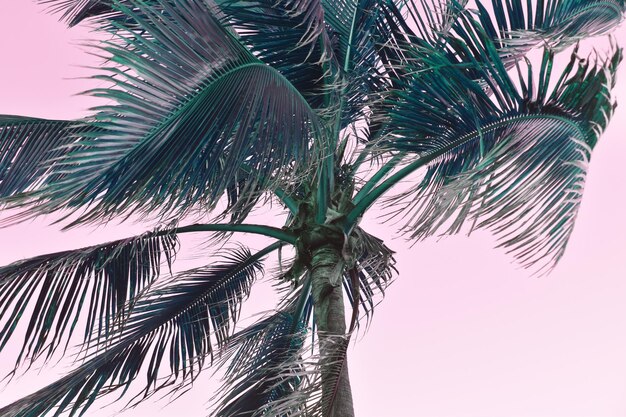 Photo colorful palm tree leaves against the sky juicy tropical background