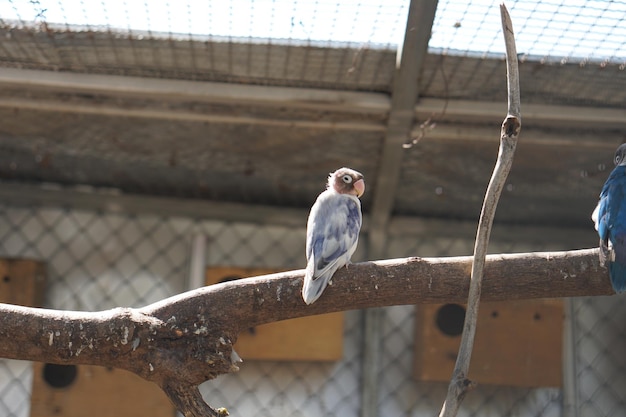 Colorful parrot caged in a cage