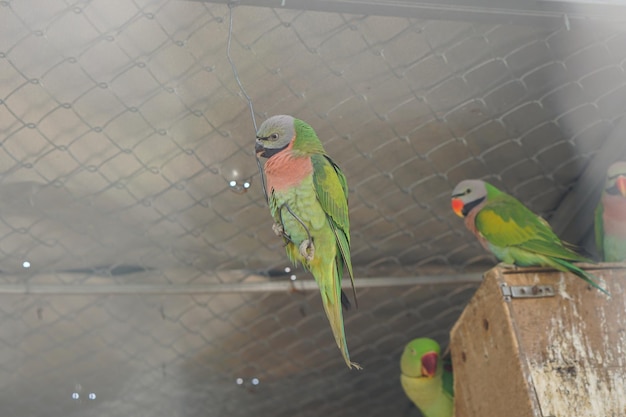 Colorful parrot caged in a cage