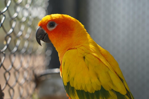 Colorful parrot caged in a cage