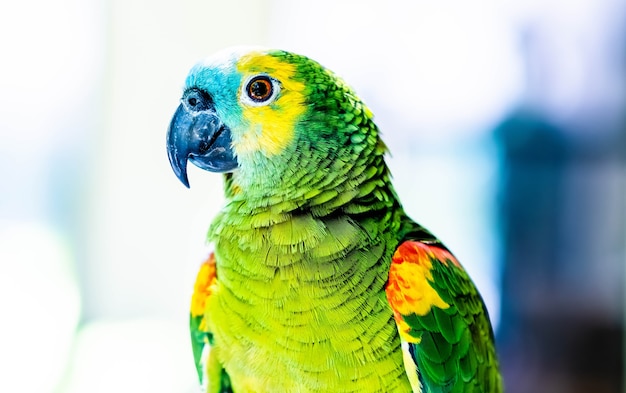 Colorful parrot close up