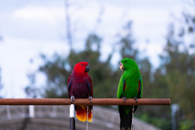 Colorful parrot