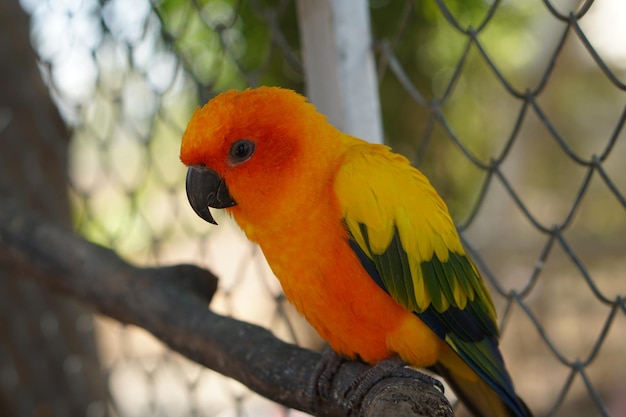 Colorful parrots in the park