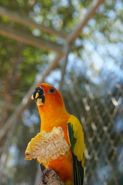 Colorful parrots in the park