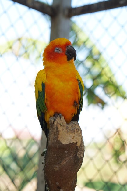 Colorful parrots in the park