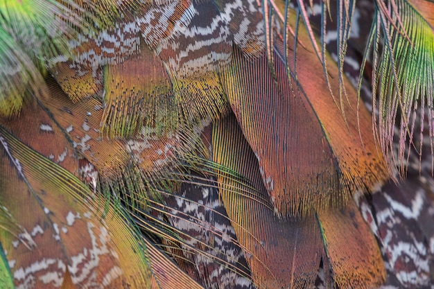 Colorful peacock feathers Close up