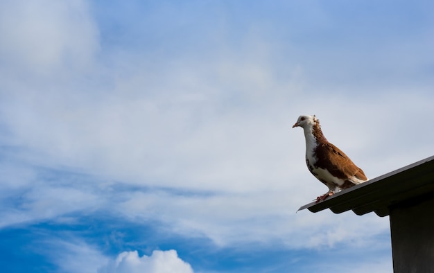 A colorful pigeon standing on the roof under the clean blue sky