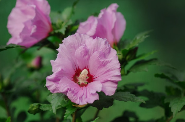 Colorful pink hibiscus flowering in the garden at sunny summer day Pink rose mallow Rose hibiscus in garden