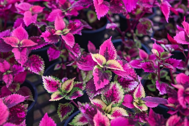 Colorful plant wall beautiful plant in pot coleus many kinds red green purple and pink leaves of the coleus plant Plectranthus scutellarioides