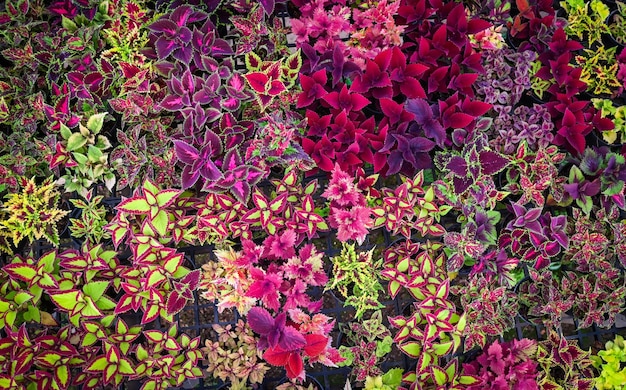 Colorful plant wall beautiful plant in pot coleus many kinds red green purple and pink leaves of the coleus plant Plectranthus scutellarioides