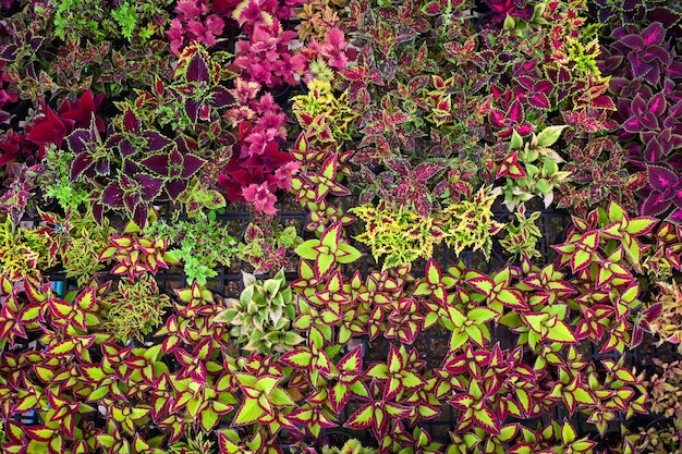 Colorful plant wall beautiful plant in pot coleus many kinds red green purple and pink leaves of the coleus plant Plectranthus scutellarioides