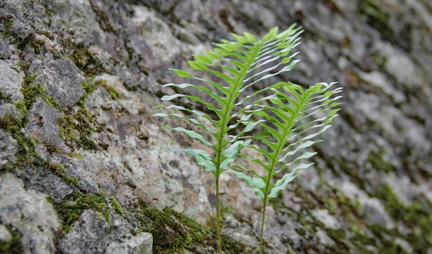 Photo colorful plant in wilderness