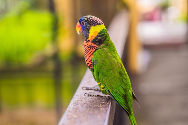 Colorful portrait of Amazon macaw parrot against jungle Side view of wild parrot on green background Wildlife and rainforest exotic tropical birds as popular pet breeds