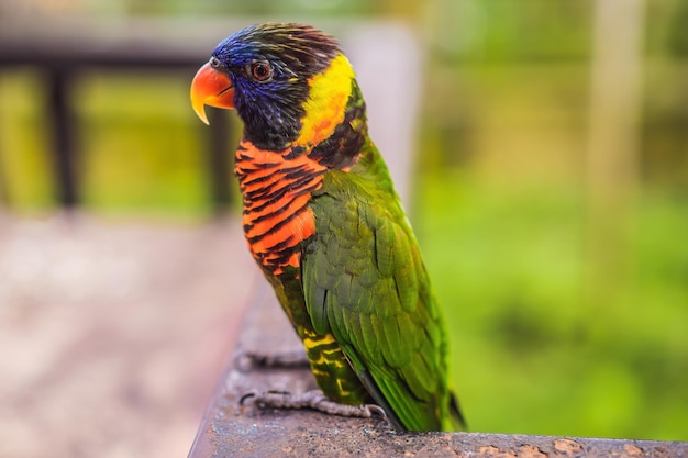 Colorful portrait of Amazon macaw parrot against jungle Side view of wild parrot on green background Wildlife and rainforest exotic tropical birds as popular pet breeds