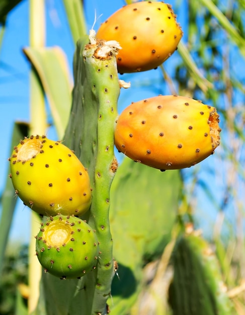 Colorful prickly pears with reeds in the background