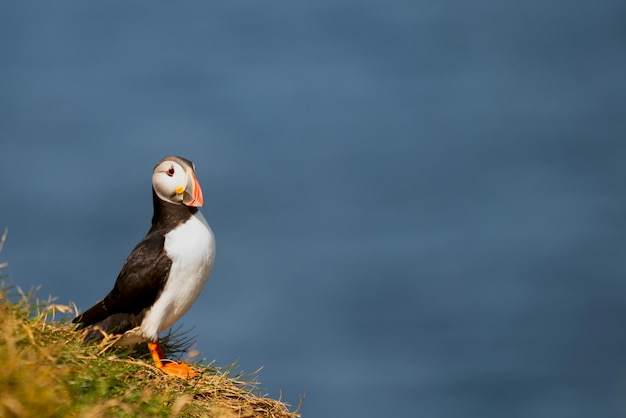 A colorful Puffin Portrait isolated in natural enviroment on blue background