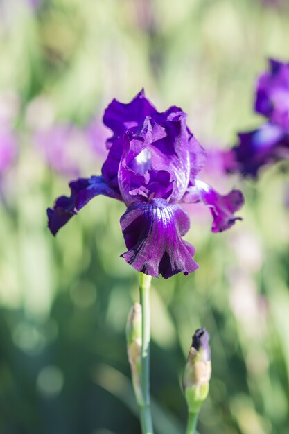 Colorful purple  irises 