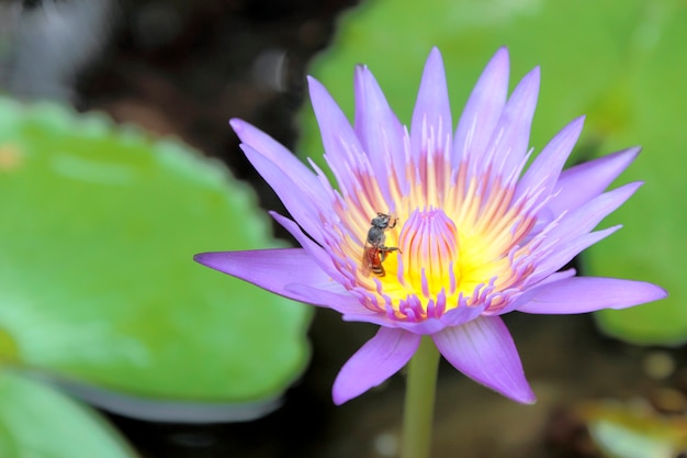 Colorful purple water lily with bee in macro shot