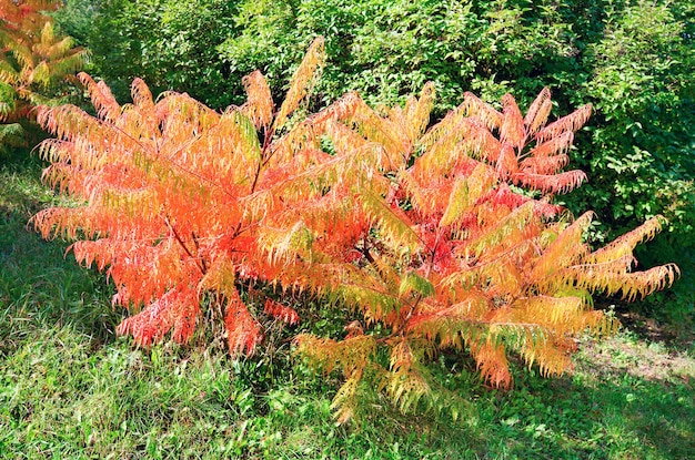 Colorful red-yellow bush in autumn city park