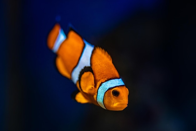 Colorful reef fish. Ocellaris clownfish, Amphiprion ocellaris, also known as the false percula clown