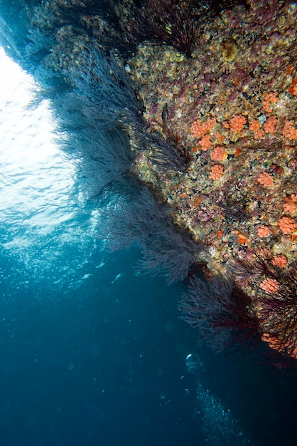 colorful reef underwater landscape with fishes and corals