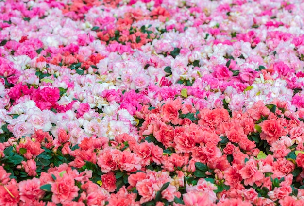 colorful of rhododendrons flower in garden, selective and soft focus