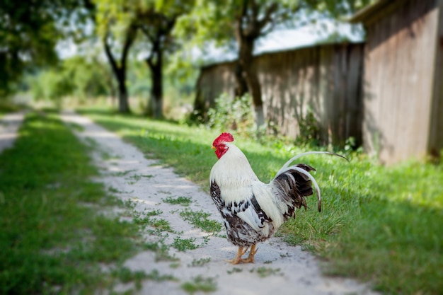 Colorful rooster on the farmbeautiful roosters walking on the streetVillage eco concept