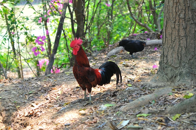 Colorful rooster or fighting cock in the oganic chicken farm