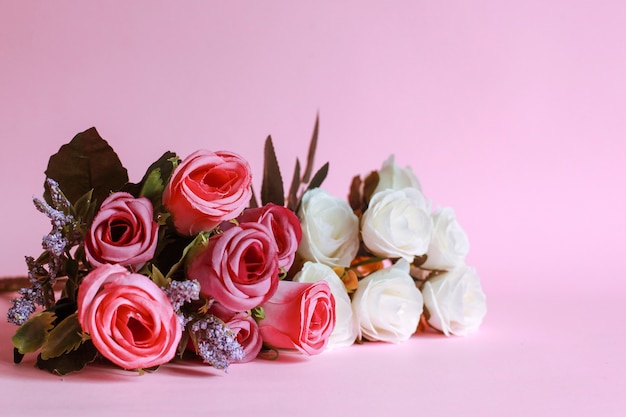 Colorful rose isolated on pink background