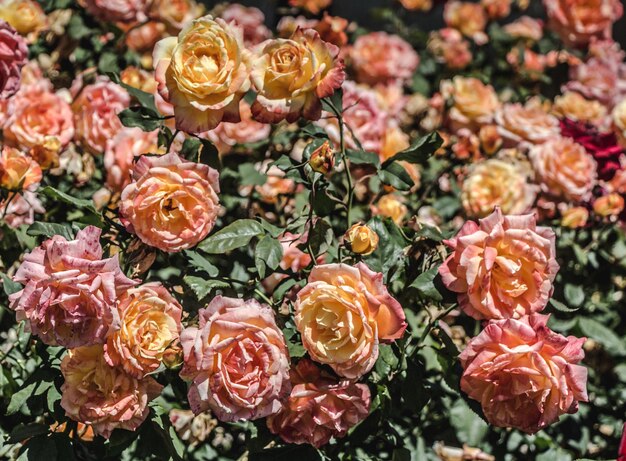 Colorful roses in a rose garden