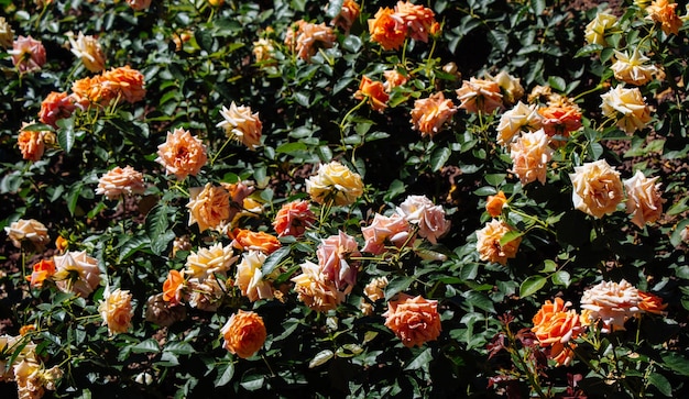 Colorful roses in a rose garden